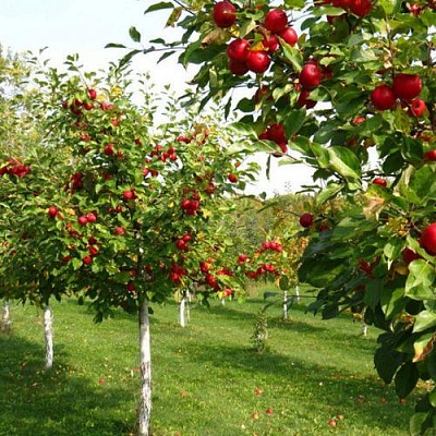 Плодовые деревья в Рязани
