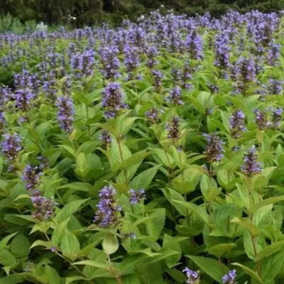 Котовник БЛЮ ДРИМС полусидячий в Рязани