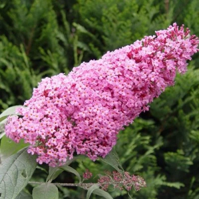 Буддлея давида ПИНК ДЕЛАЙТ в Рязани