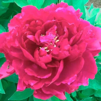 Пион ОСТРОВНОЙ МИНИСТР древовидный в Рязани