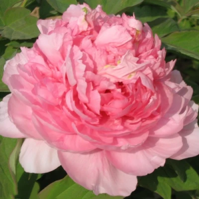 Пион ИМПЕРАТОРСКАЯ НАЛОЖНИЦА древовидный в Рязани