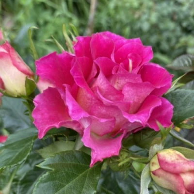 саженцы розы Брера