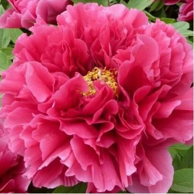 Пион КОРОЛЕВСКИЙ ЦВЕТОК древовидный в Рязани