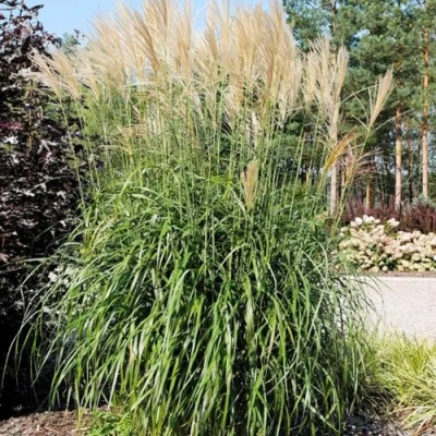 Мискантус ВАНИЛЛА СКАЙ китайский в Рязани