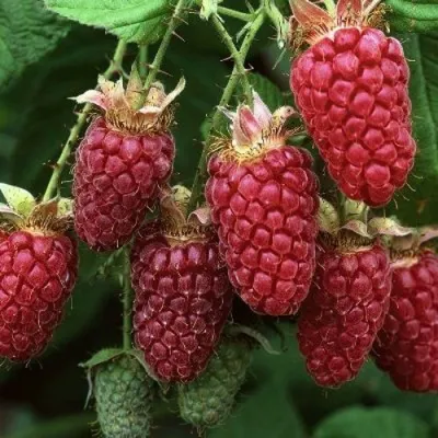 Малина РУБИНОВОЕ ОЖЕРЕЛЬЕ в Рязани