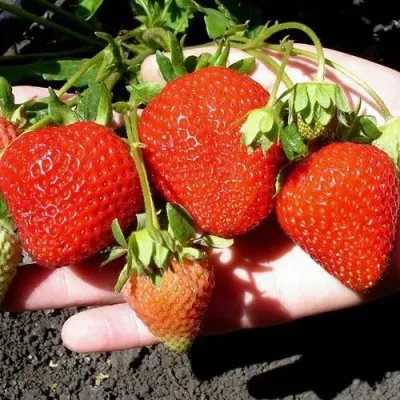 Клубника САН АНДРЕАС ремонтантная в Рязани