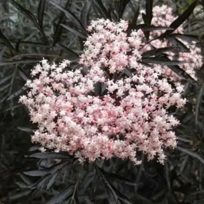 Бузина черная БЛЭК ЛЕЙС ЕВА в Рязани