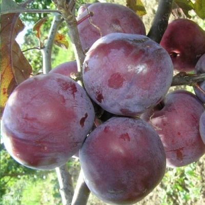 Слива ЛАМА в Рязани