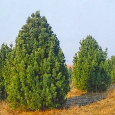 Сосна черная ПИРАМИДАЛИС в Рязани