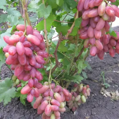 Виноград ЮЛИАН в Рязани