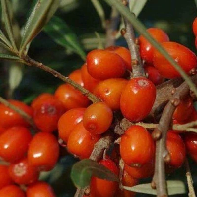 Облепиха ВОРОБЬЕВСКАЯ в Рязани