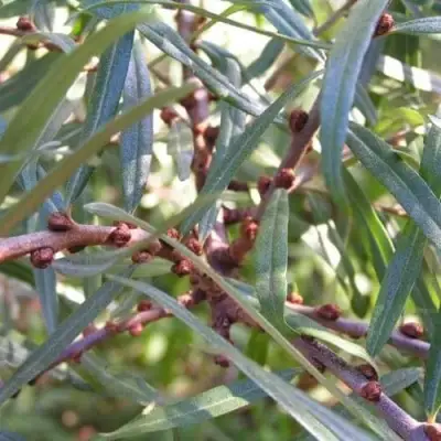 Облепиха ГАСПАДАР (МУЖСКАЯ)  в Рязани