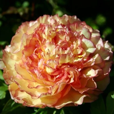 Пион ЗОЛОТАЯ РОССЫПЬ древовидный в Рязани