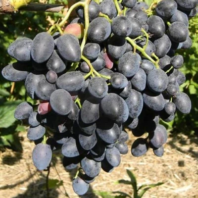 виноград Надежда АЗОС