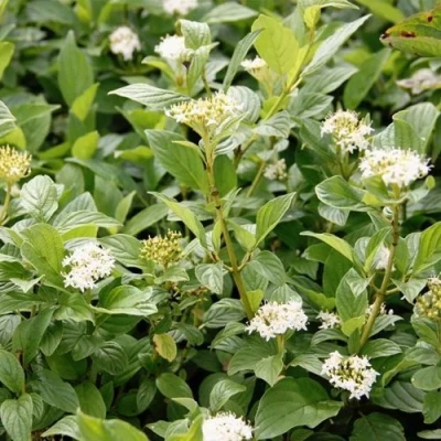 Дерен ФЛАВИРАМЕА отпрысковый  в Рязани