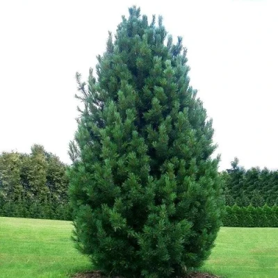 Сосна кедровая  в Рязани