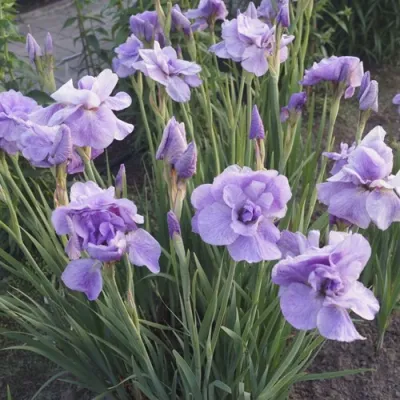 Ирис ИМПЕРИАЛ ОПАЛ сибирский в Рязани