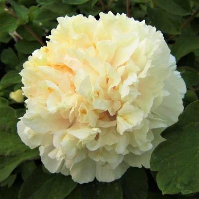 Пион НЕЖНЫЙ ГОЛОС древовидный в Рязани