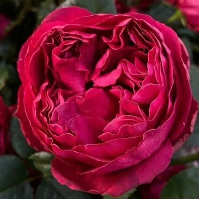 саженцы розы РАСПБЕРРИ ЭЛЕГАНС