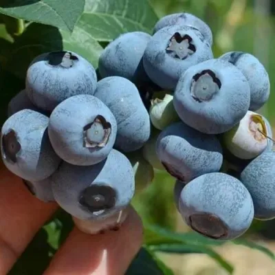 Голубика СИЕРРА в Рязани