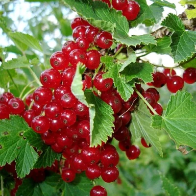 Смородина красная ГОЛЛАНДСКАЯ КРАСНАЯ в Рязани