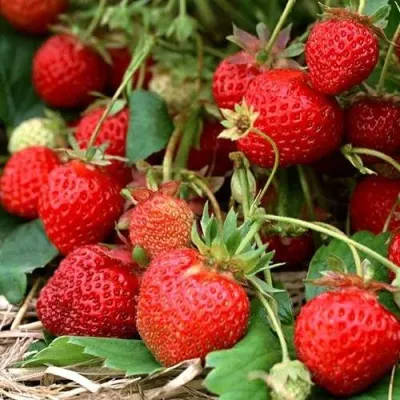 Клубника САН АНДРЕАС ремонтантная в Рязани