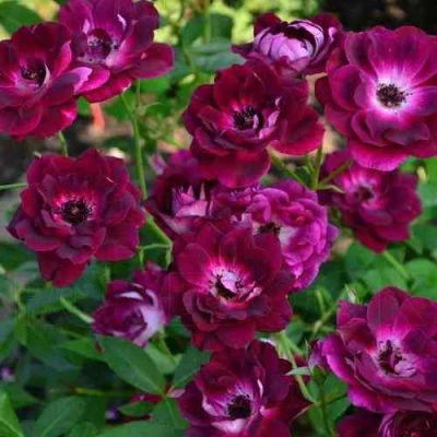 Роза БУРГУНДИ АЙС флорибунда в Рязани