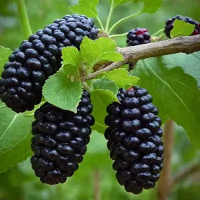 Шелковица плакучая в Рязани