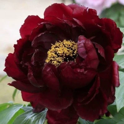 Пион ПОЛНОЧЬ древовидный в Рязани