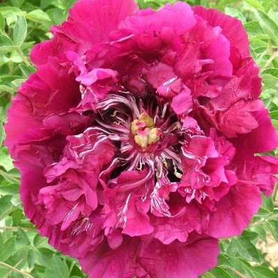 Пион ПУРПУРНЫЙ ОКЕАН древовидный в Рязани