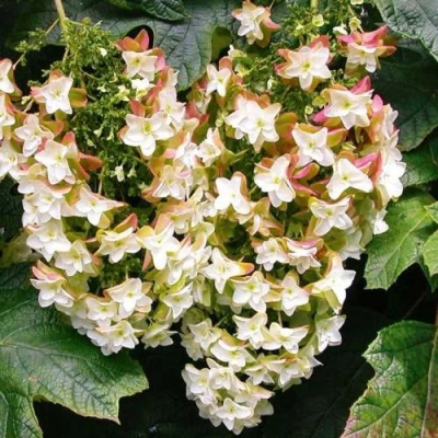 Гортензия БЛЭК ПОРШ дуболистная в Рязани