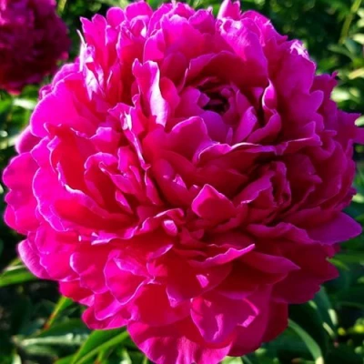 саженцы пиона