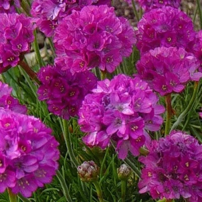 Армерия МОНИНГ СТАР ДИП РОУЗ в Рязани