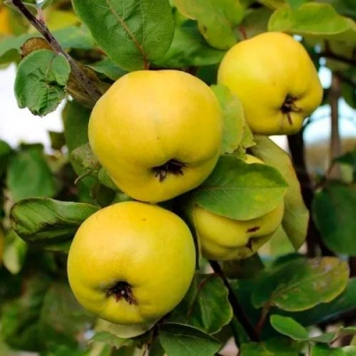 Айва ЯБЛОКОВИДНАЯ в Рязани