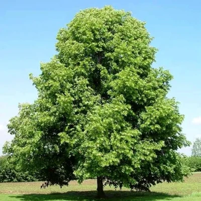 Липа мелколистная в Рязани