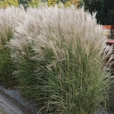 Мискантус КЛЯЙН СИЛЬБЕРСПАЙН китайский  в Рязани