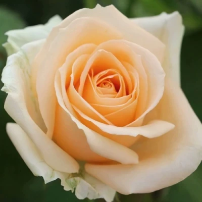 саженцы роз пич аваланж