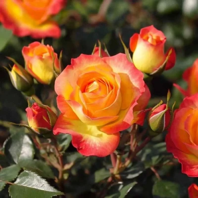 саженцы розы Тайфун