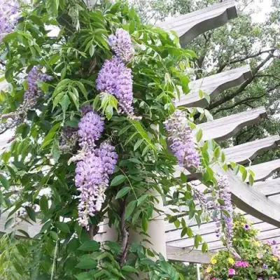 Глициния макростахия БЛЮ МУН в Рязани