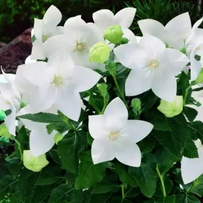 Платикодон ПОП СТАР ВАЙТ в Рязани