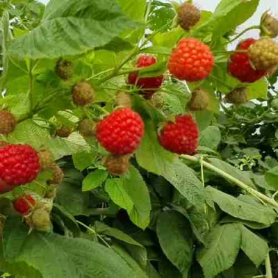 Малина КВЕЛЛИ в Рязани