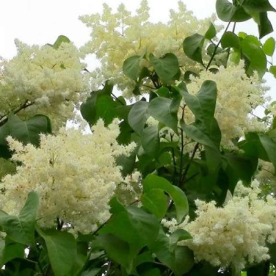 Сирень АМУРСКАЯ в Рязани