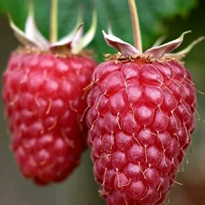 Малина РУБИНОВОЕ ОЖЕРЕЛЬЕ в Рязани