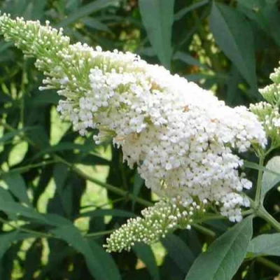 Буддлея давида ВАЙТ ПРОФЬЮЖН в Рязани