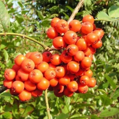 Рябина КОНЦЕНТРА сладкоплодная в Рязани