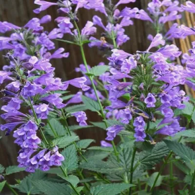 Котовник БЛЮ ДРИМС полусидячий в Рязани