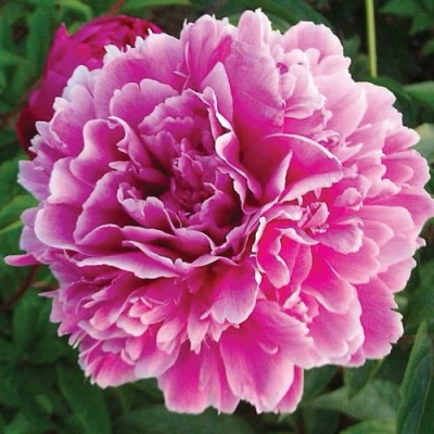 Пион ПУРПУРНАЯ ФЕЕРИЯ травянистый в Рязани