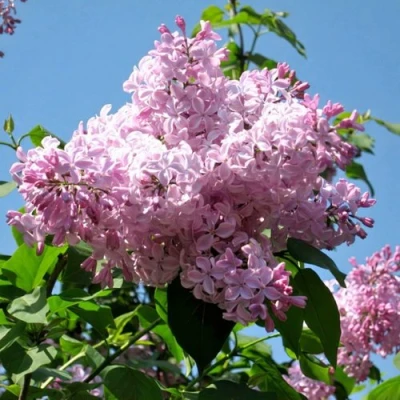 Сирень БУФФОН в Рязани