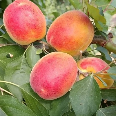 Абрикос ОСОБЕННЫЙ ДЕНИСЮКА в Рязани