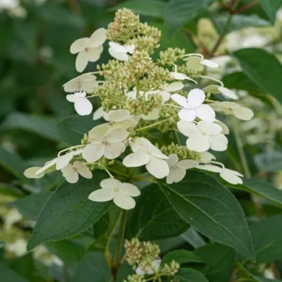 Гортензия ПРИМ ВАЙТ метельчатая в Рязани